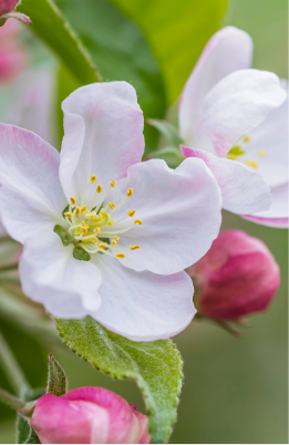 Angel Schlesser Parfums Fiori di melo