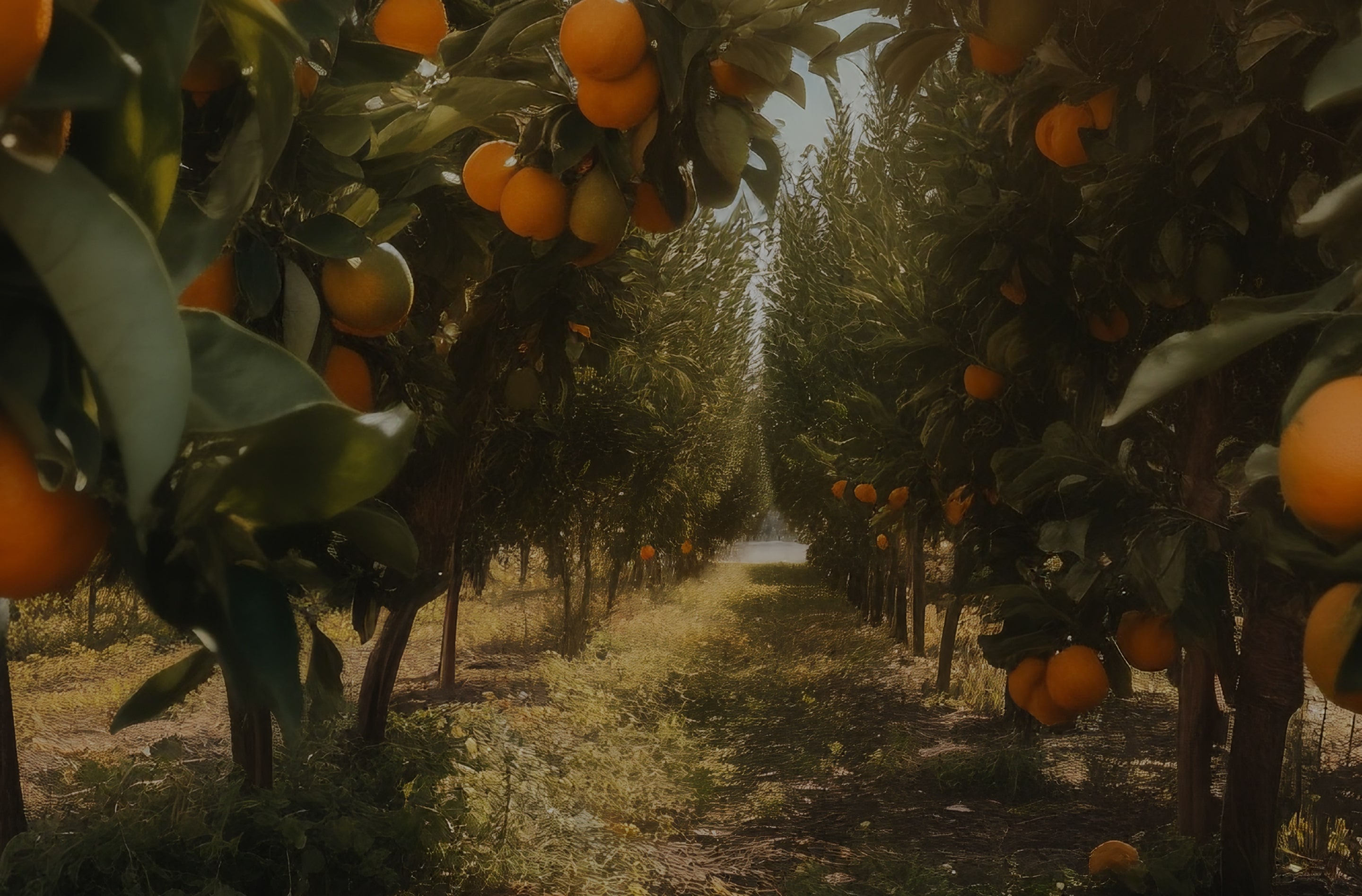 Orange tree field