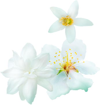 White-flower-