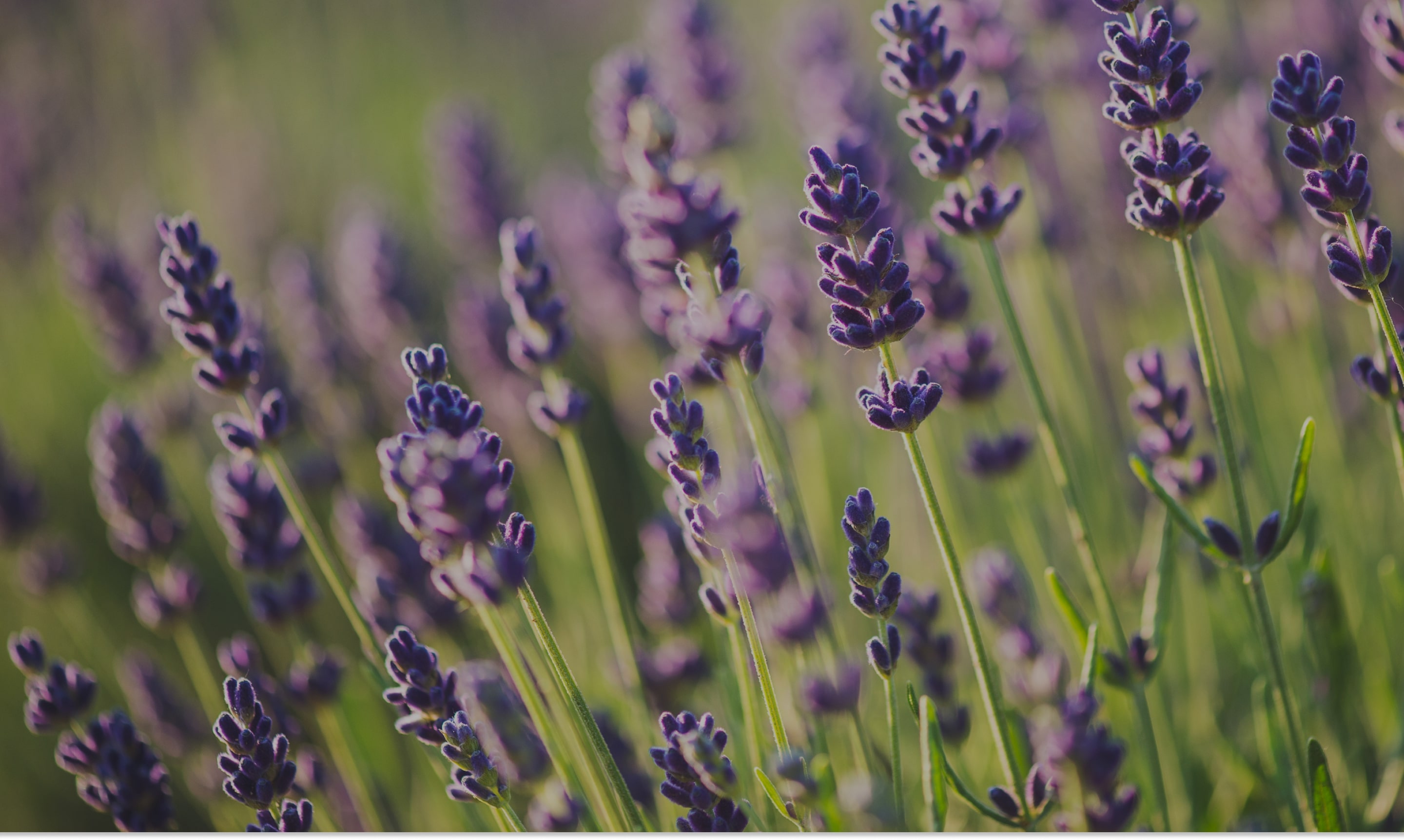 campo di lavanda