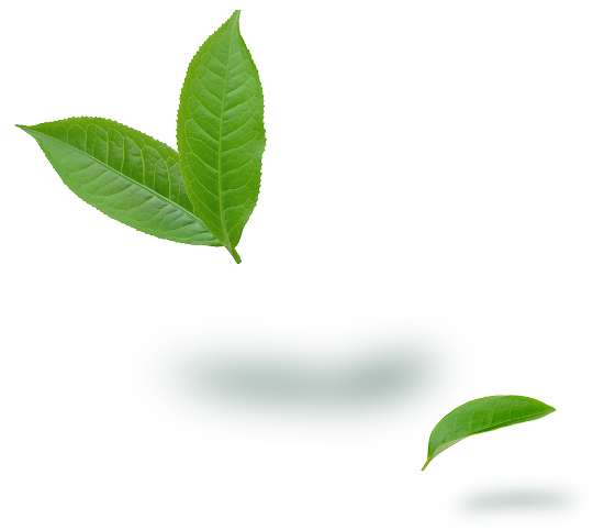 nota olfattiva matcha